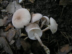 Cystoderma carcharias
