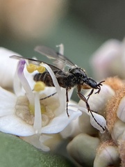 Bibiodes halteralis