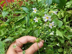 Angiospermae