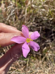Sabatia grandiflora