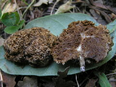 Gautieria morchelliformis