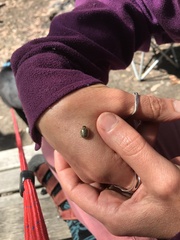 Paropsisterna bimaculata