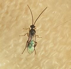 Microgastrinae