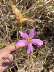 Sabatia grandiflora