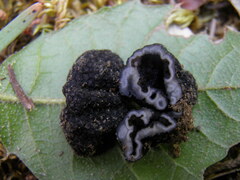 Genea verrucosa
