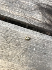 Paropsisterna bimaculata