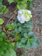 Hydrangea macrophylla