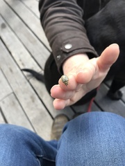 Paropsisterna bimaculata