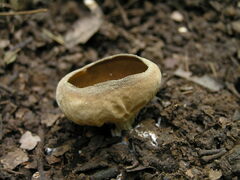 Helvella acetabulum