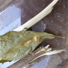 Microgastrinae
