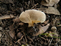 Helvella acetabulum