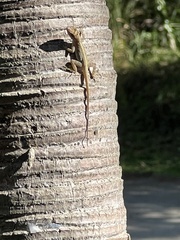 Anolis cristatellus