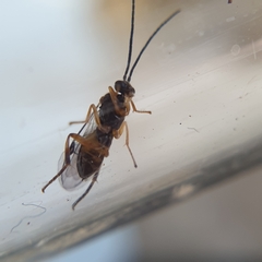Microgastrinae