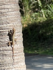 Anolis cristatellus