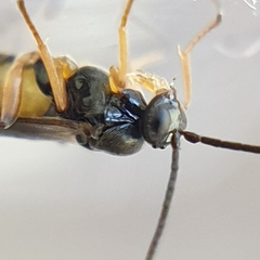 Microgastrinae