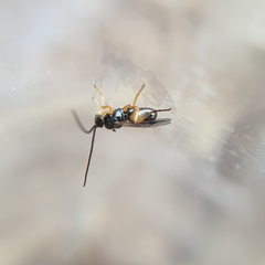 Microgastrinae