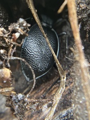 Scaphinotus punctatus