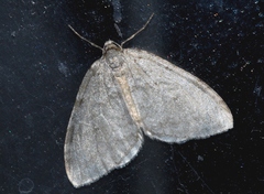 Epirrita christyi