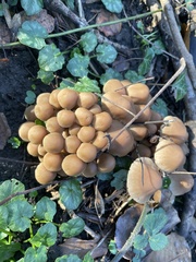 Mycena inclinata