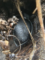 Scaphinotus punctatus