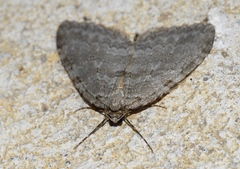 Epirrita christyi