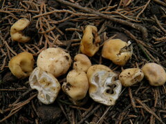 Hydnocystis piligera