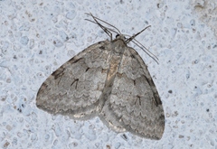 Epirrita christyi