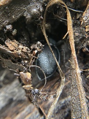 Scaphinotus punctatus