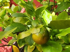 Citrus