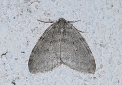 Epirrita christyi