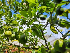 Citrus
