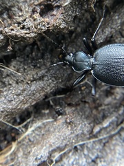 Scaphinotus punctatus