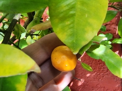 Citrus