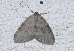 Epirrita christyi