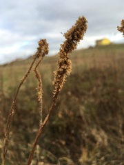 Sanguisorba canadensis