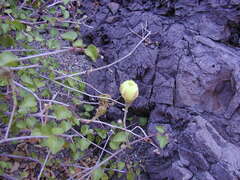 Gossypium davidsonii