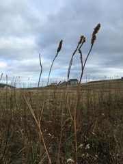 Sanguisorba canadensis