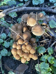 Mycena inclinata