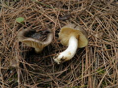 Hygrophorus hypothejus