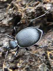 Scaphinotus punctatus