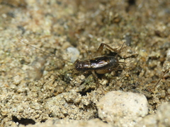 Pteronemobius lineolatus