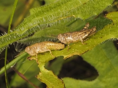 Arminda lancerottensis