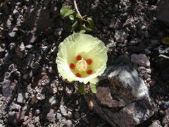 Gossypium davidsonii