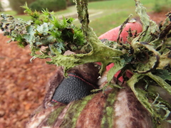 Ramalina subleptocarpha