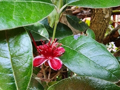 Feijoa sellowiana