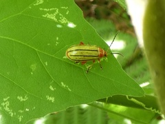 Disonycha quinquelineata