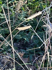 Cynodonteae
