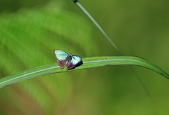 Chrysozephyrus esakii