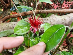 Feijoa sellowiana