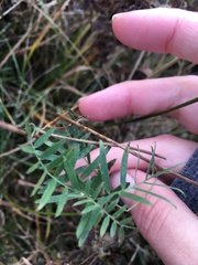 Vicia cracca cracca